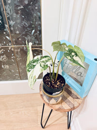 Philodendron Gloriosum Galaxy