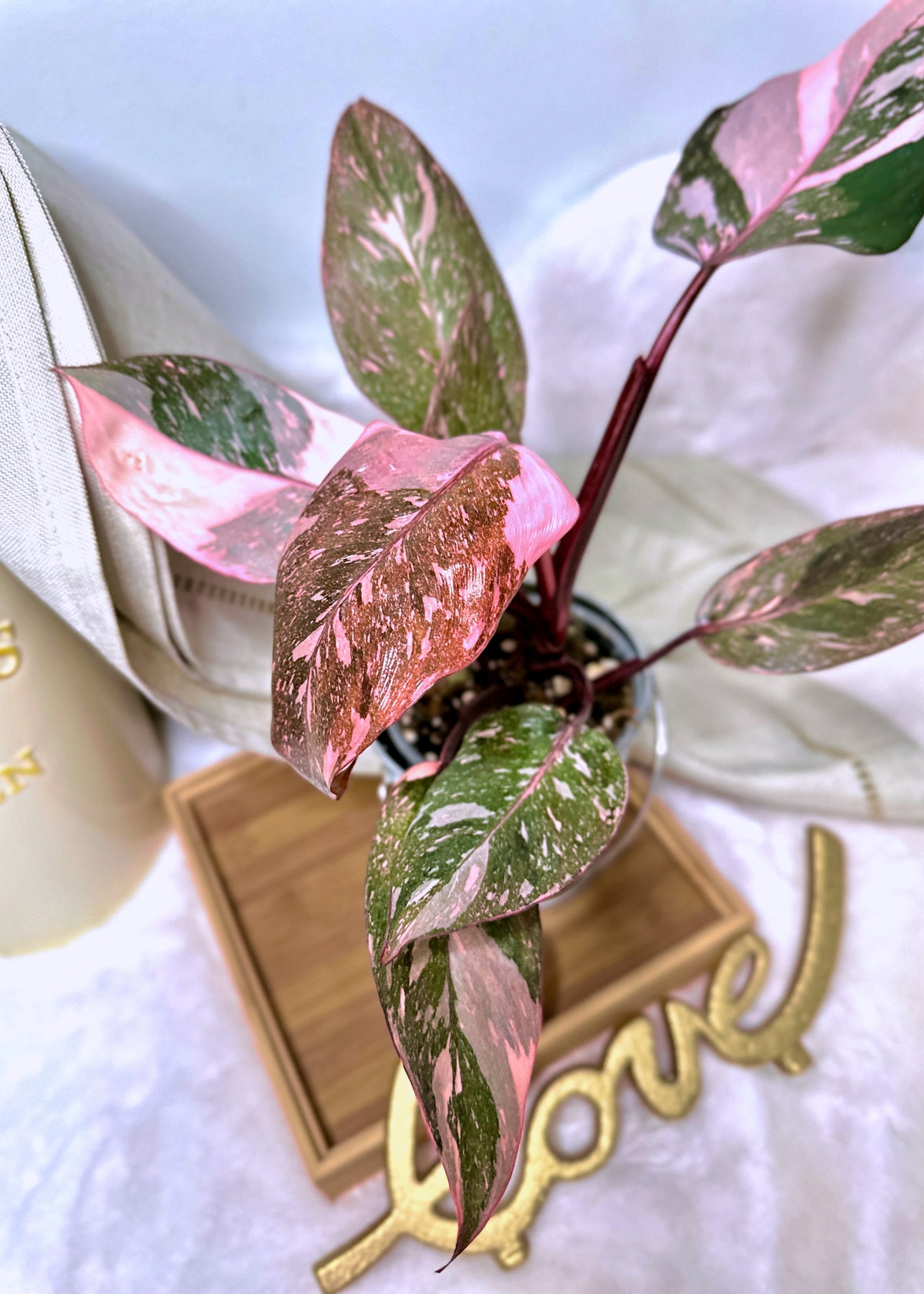 Philodendron Pink Princess Galaxy