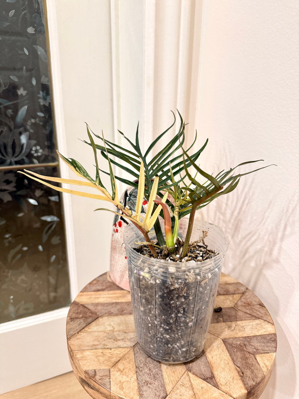 Philodendron Tortum Variegated