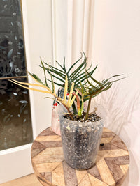 Philodendron Tortum Variegated
