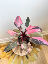 Philodendron Pink Princess Galaxy