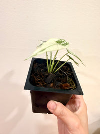Alocasia Simpo Albo