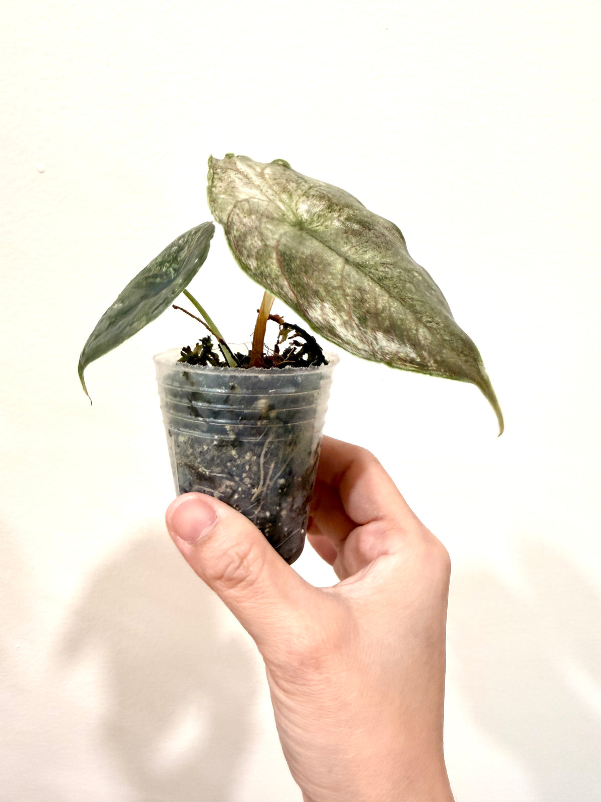 Alocasia Azlanii Pink Variegated