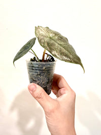 Alocasia Azlanii Pink Variegated