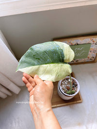 Monstera Mint Node