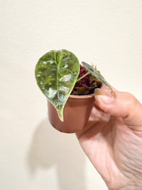 Alocasia Azlanii Aurea