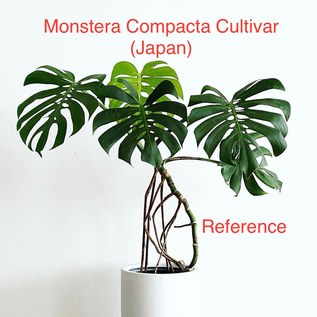 Rare Monstera Compacta Cultivar (Japan)