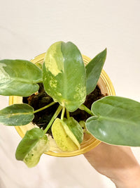 Philodendron Ilsemanii