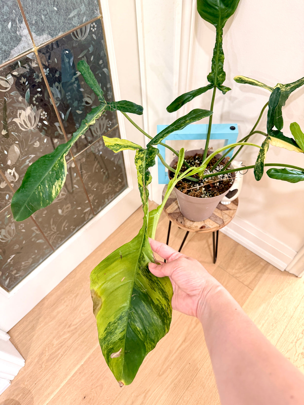 Philodendron Joepii Variegated XL