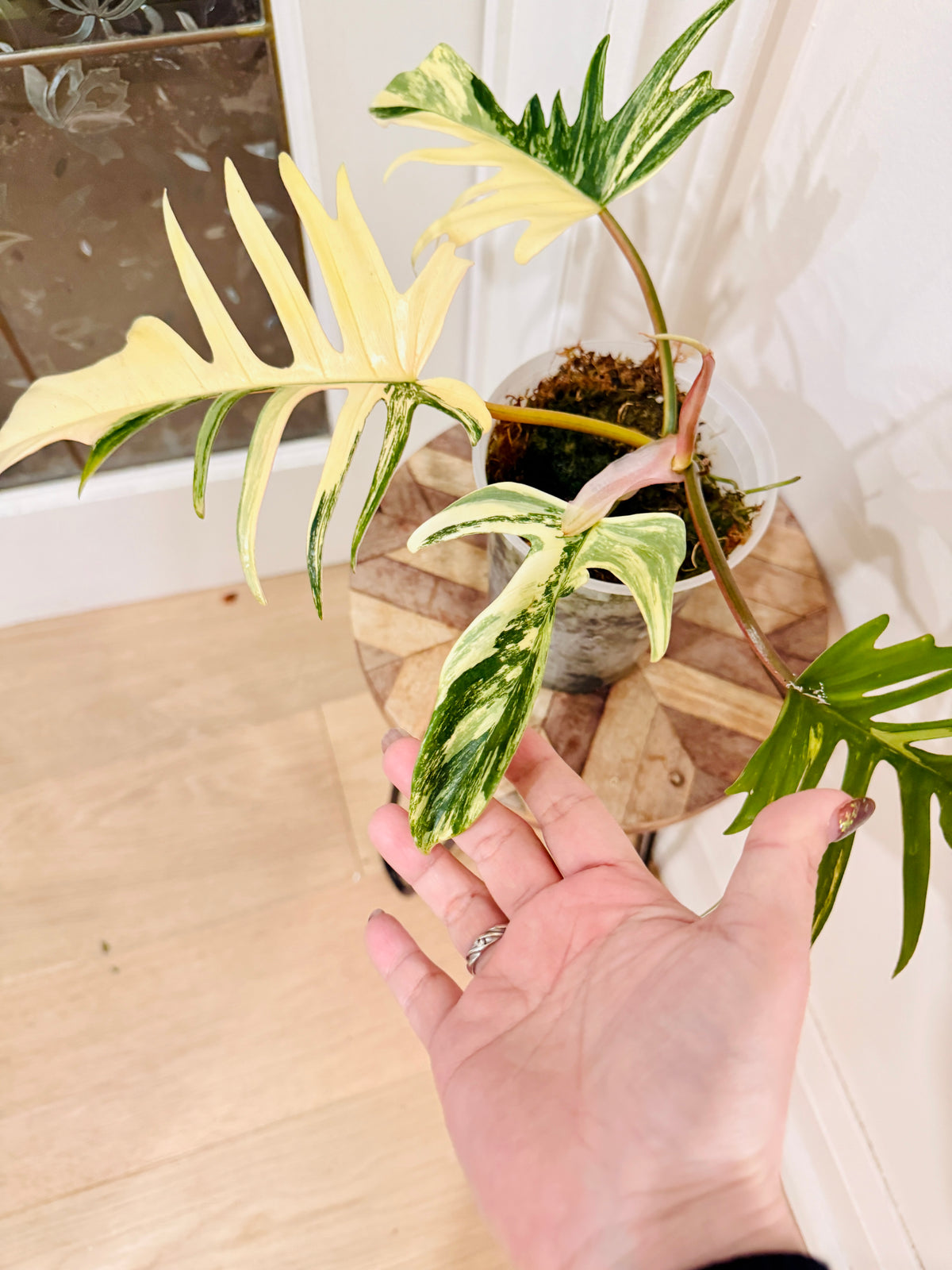 Philodendron Florida x Tortum