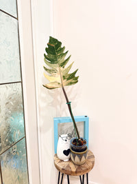 Philodendron Caramel Marble