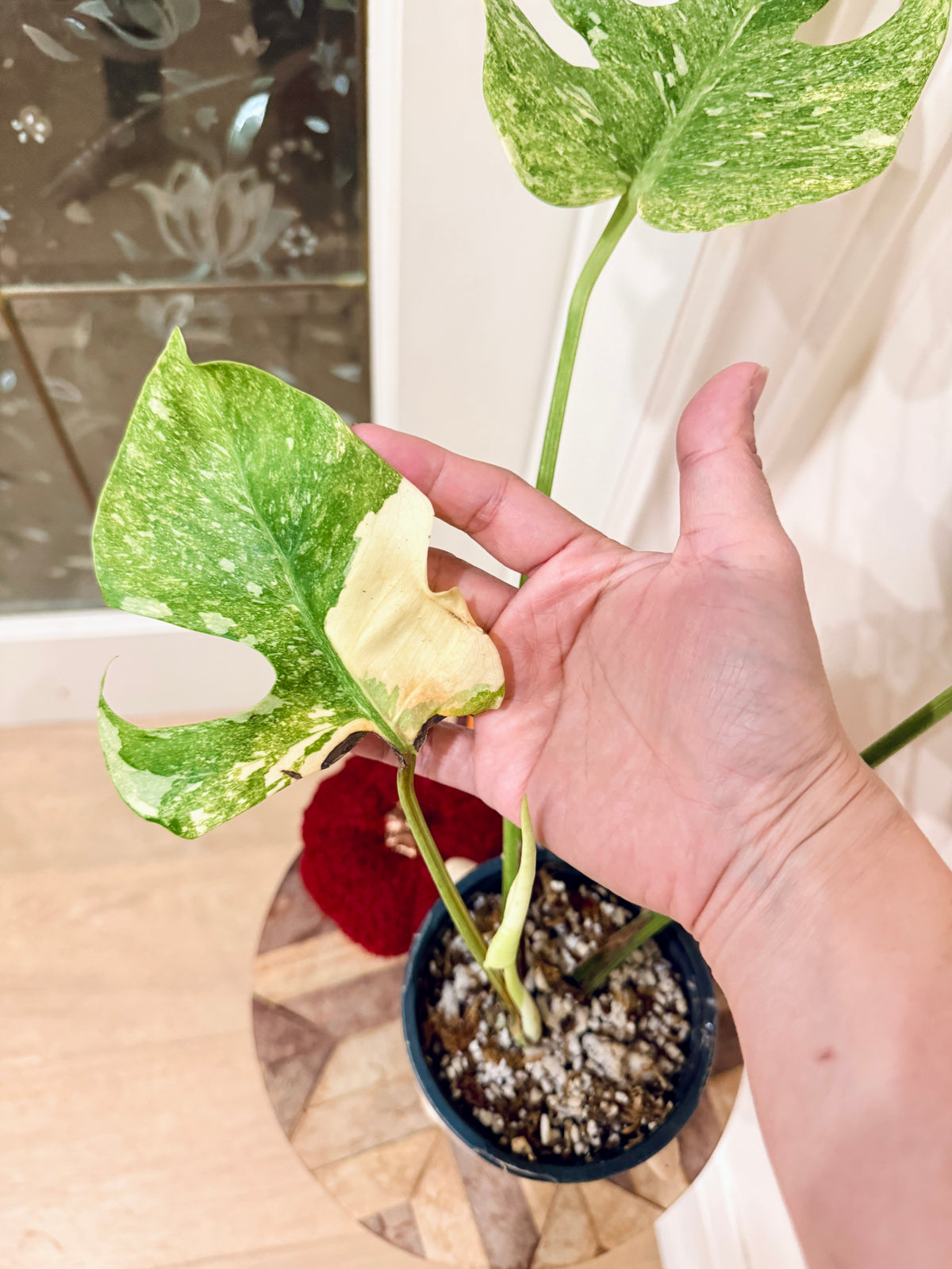 Monstera Legacy Compacta