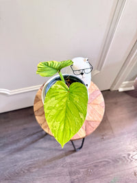 Philodendron Mamei Variegated