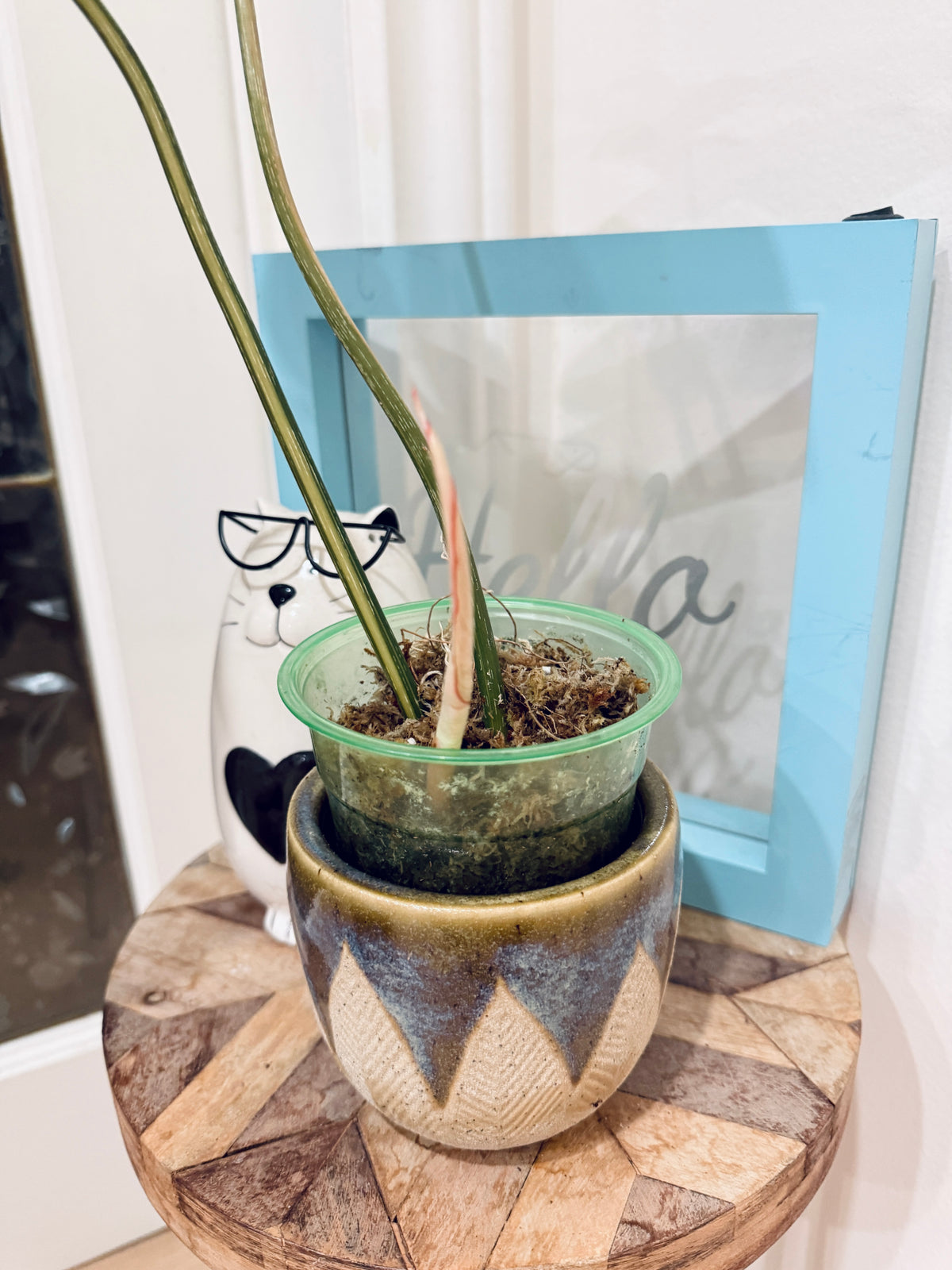 Philodendron Gloriosum Galaxy