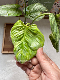 Philodendron Sodiroi Variegated