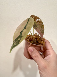 Alocasia Sedenii Aurea