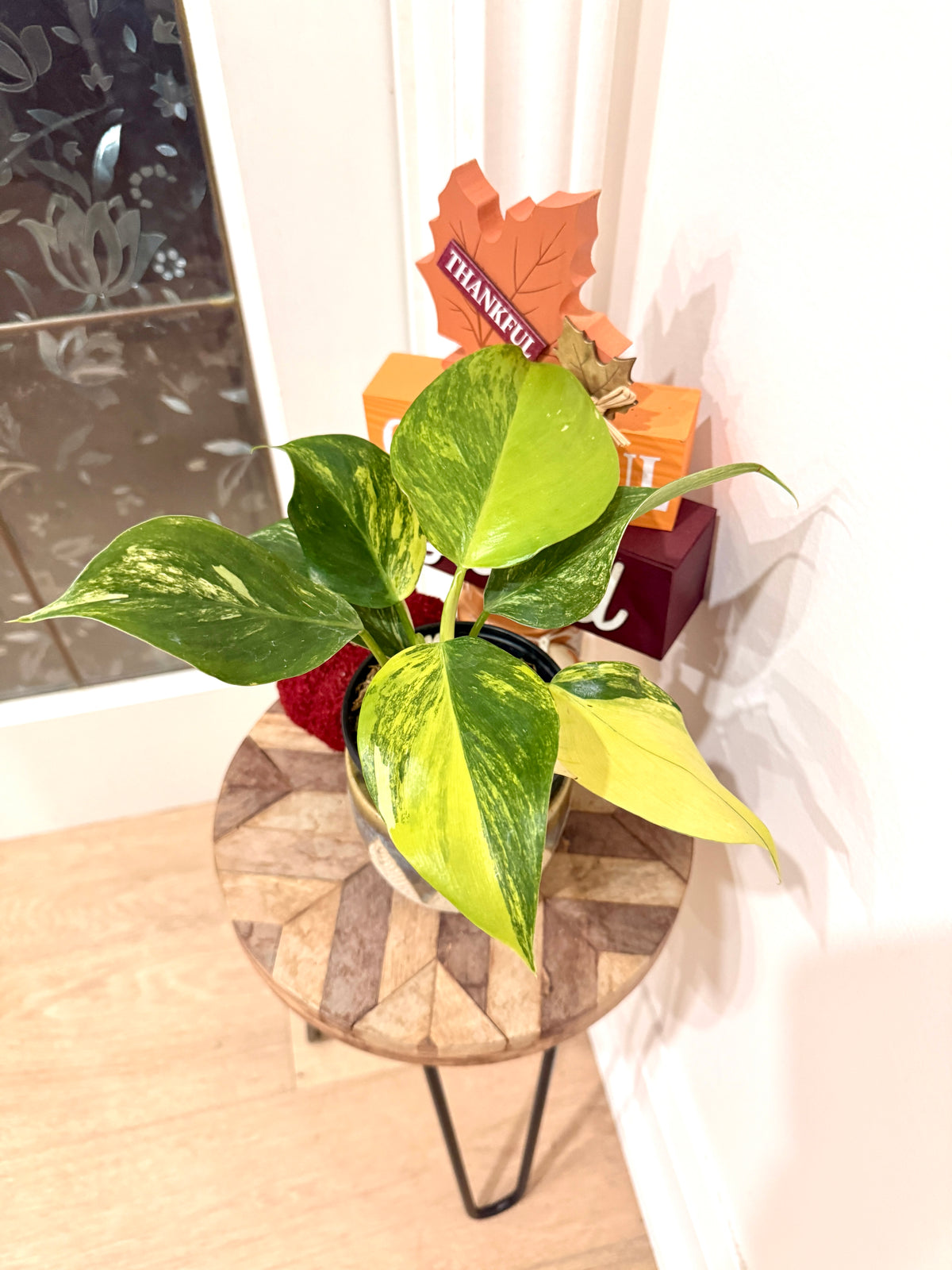 Philodendron White Wizard Tricolour