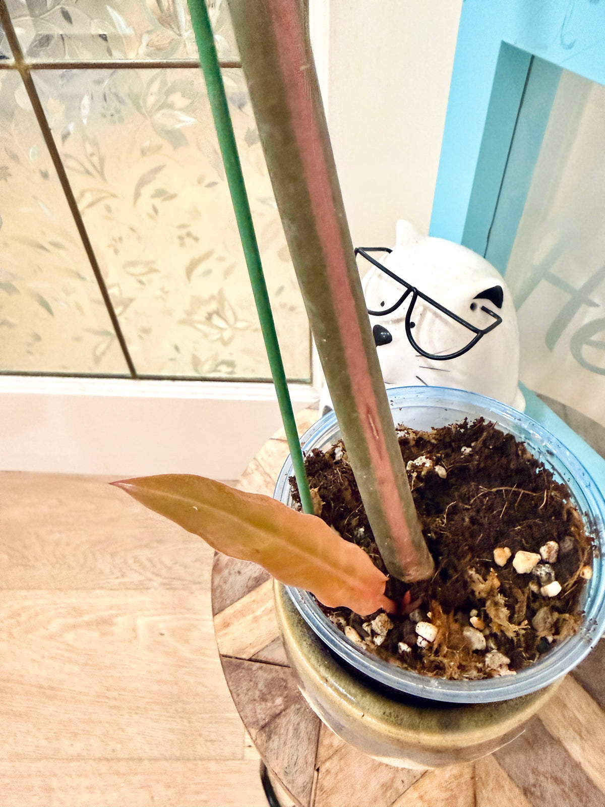 Philodendron Caramel Marble