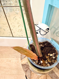 Philodendron Caramel Marble