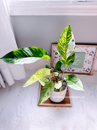 Anthurium Hookeri Variegated