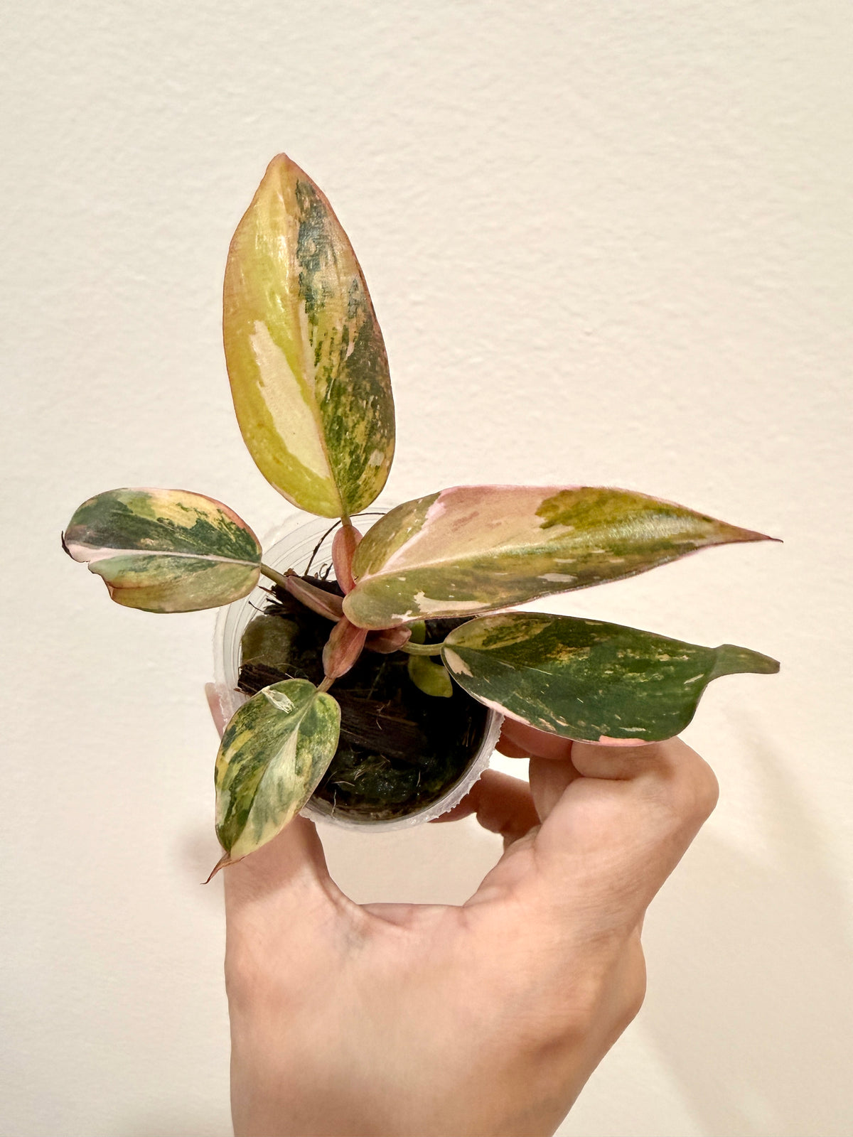 Philodendron Princess Tricolour