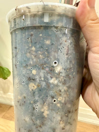 Philodendron Caramel Marble