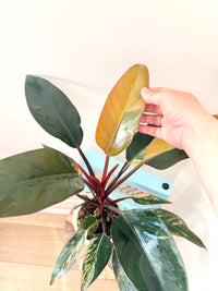 Philodendron Red Congo Variegated