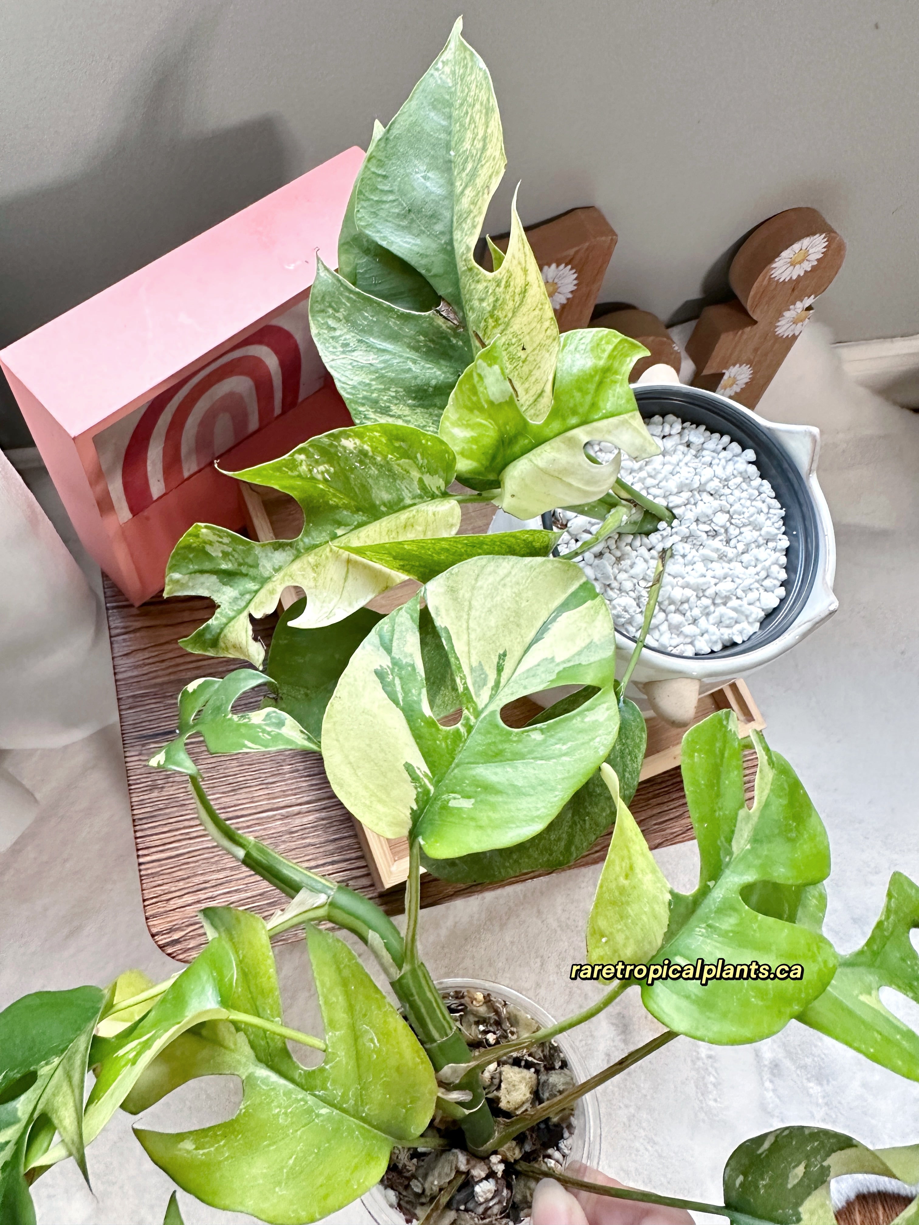 Rhaphidophora Tetrasperma Mint – Rare Tropical Plants Canada