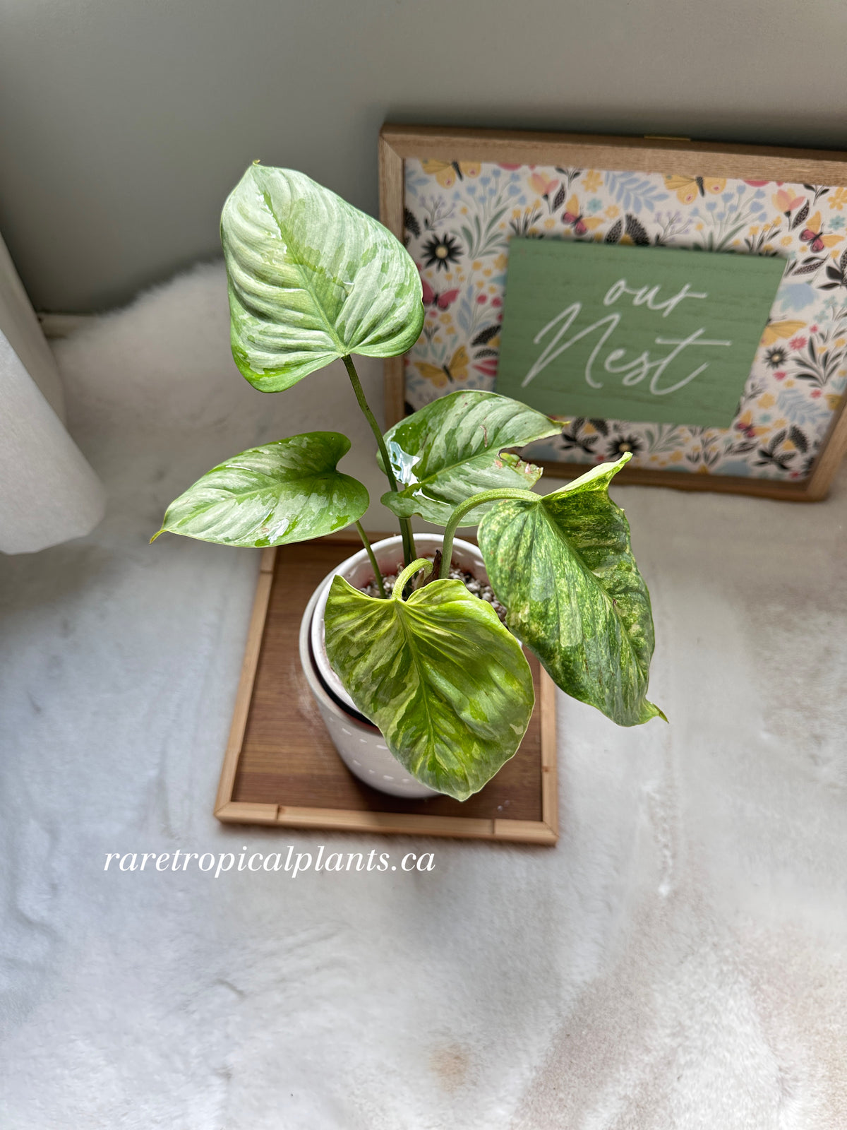 Philodendron Sodiroi Variegated