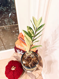 ZZPlant Aurea