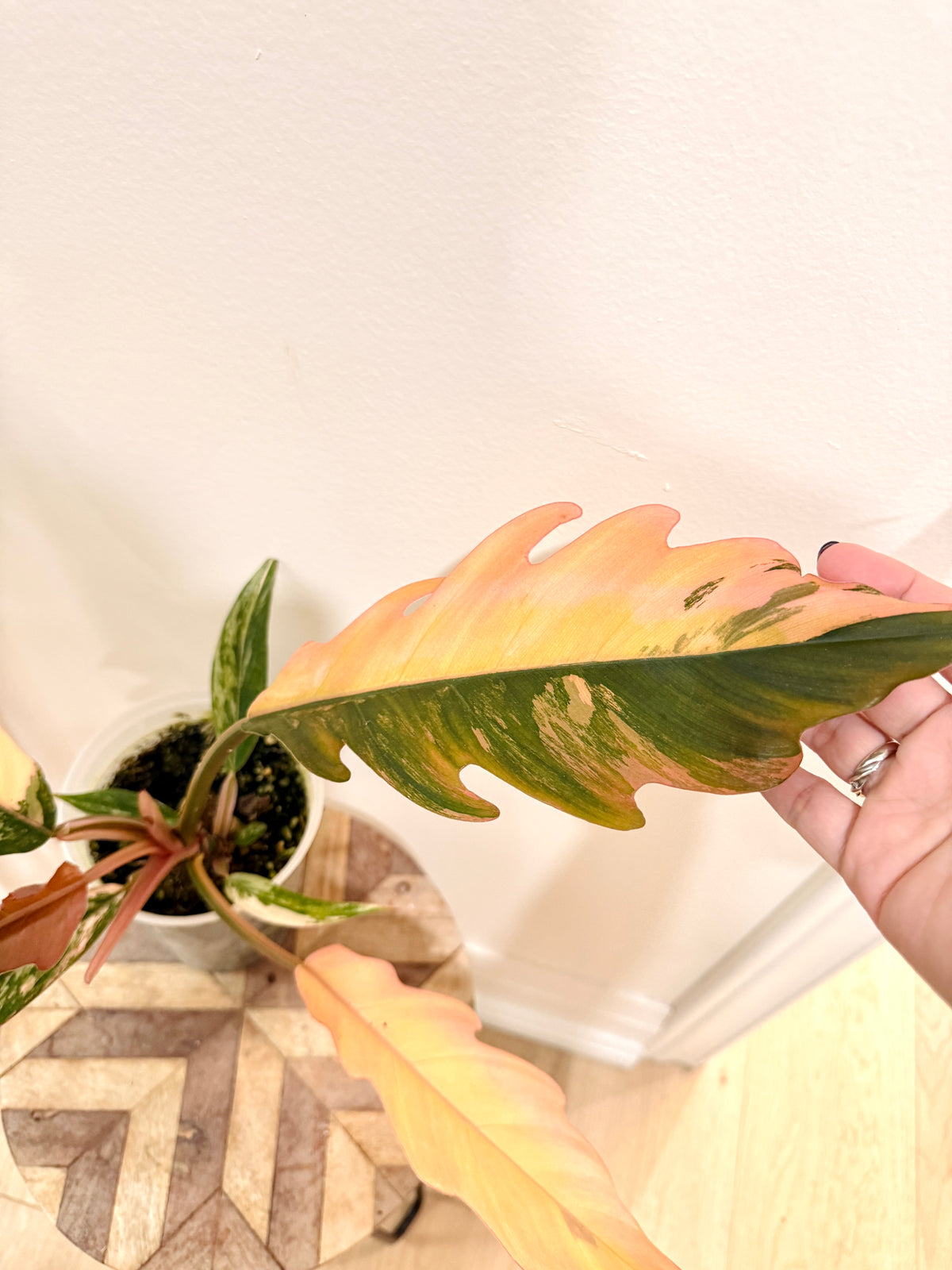 Philodendron Caramel Marble