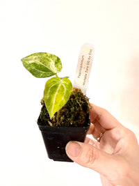 ANTHURIUM PAP X MICHELLE ZARA