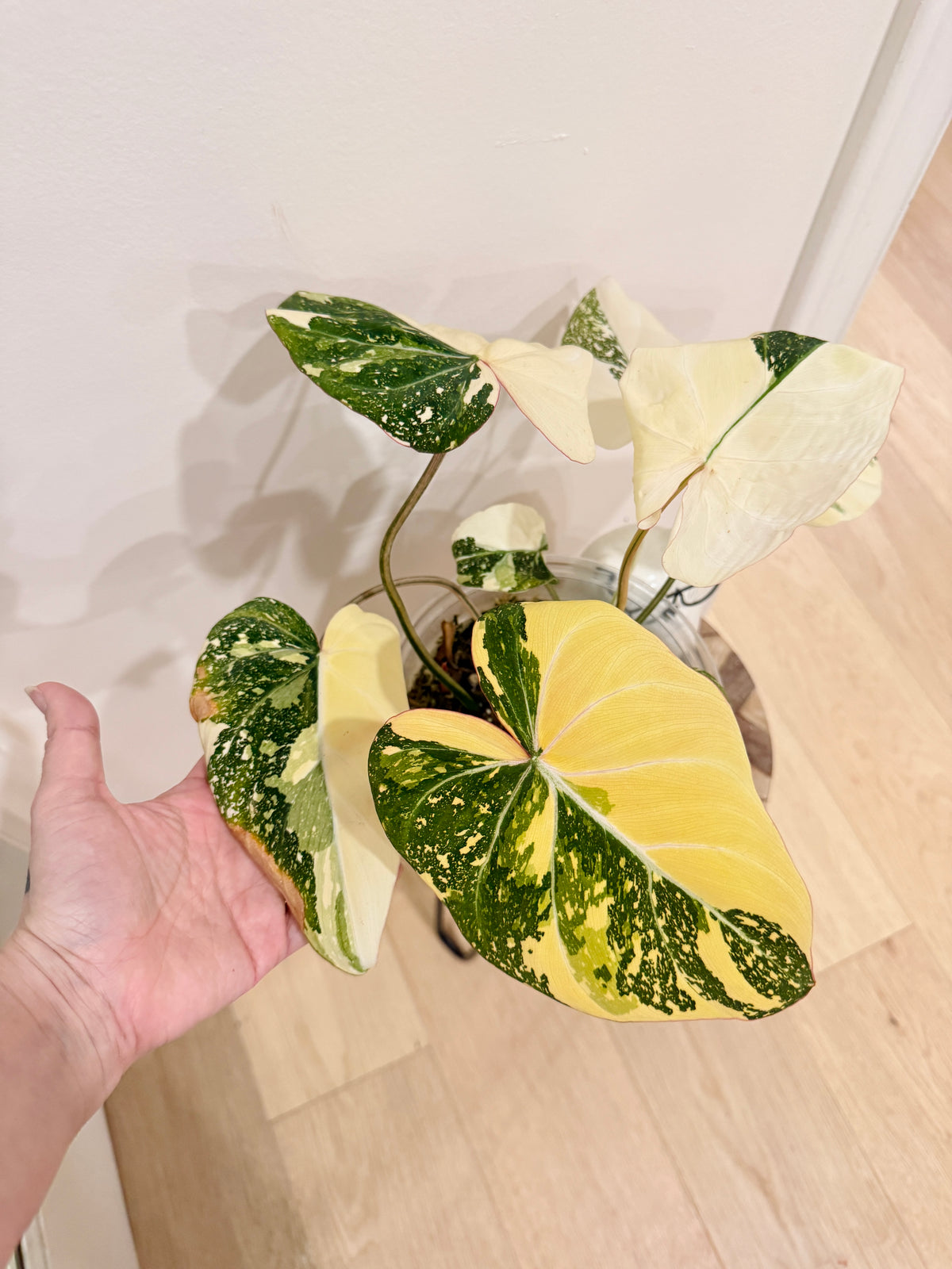 Philodendron Gloriosum Galaxy