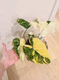 Philodendron Gloriosum Galaxy