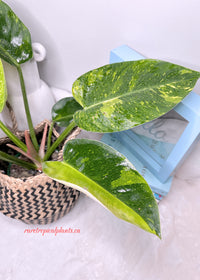 Philodendron Green Congo Nuclear