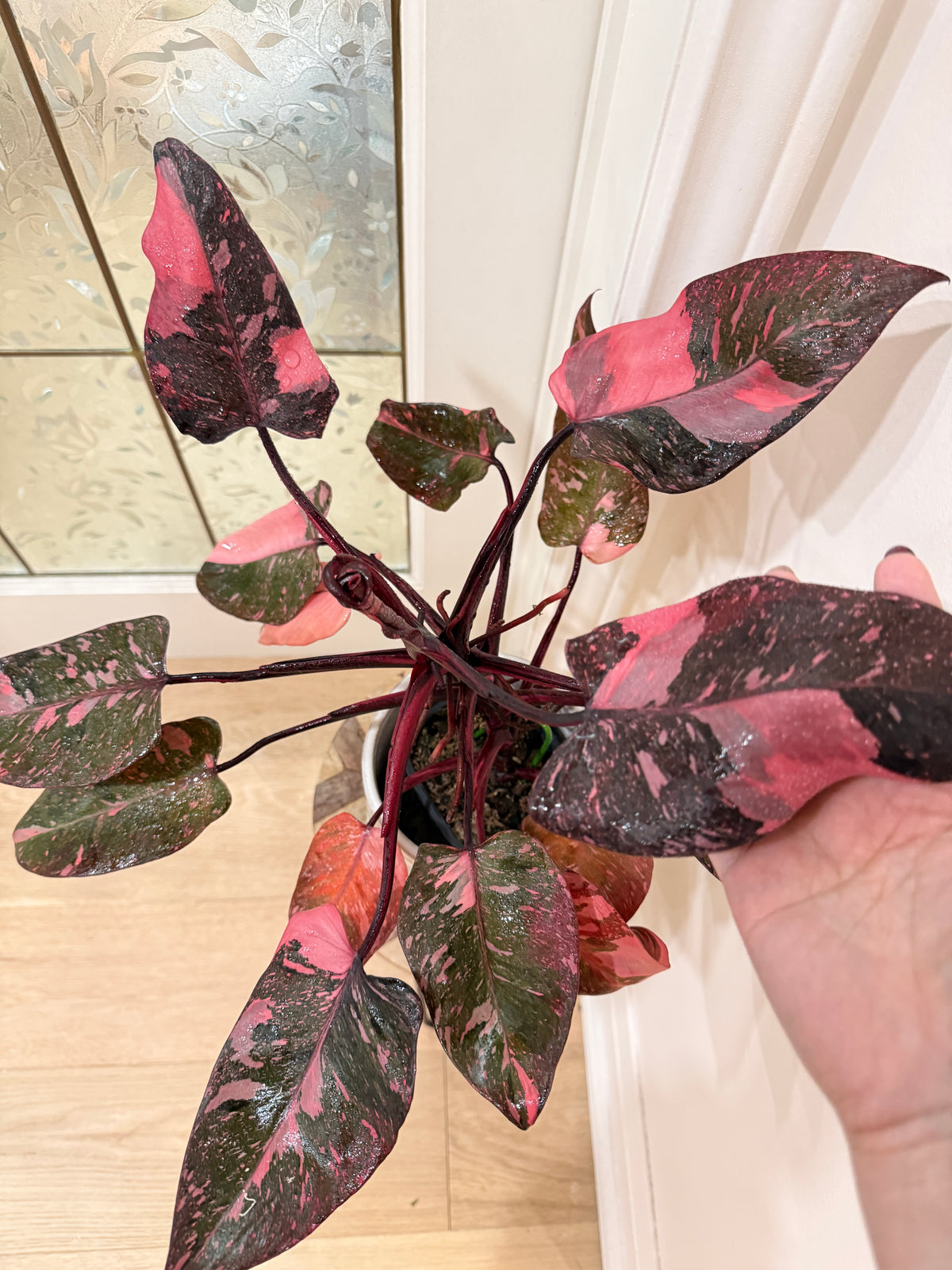 Philodendron Pink Princess Galaxy