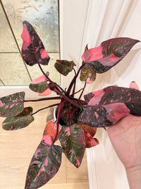 Philodendron Pink Princess Galaxy