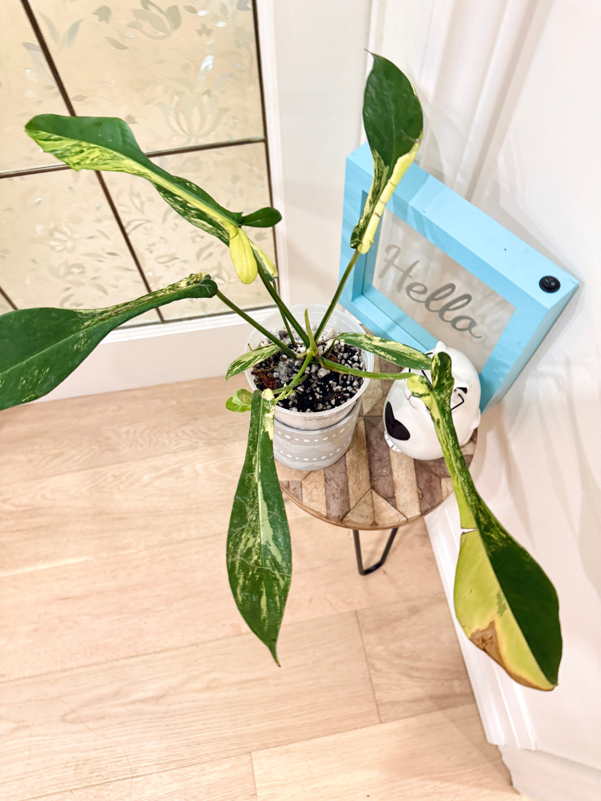 Philodendron Joepii Variegated