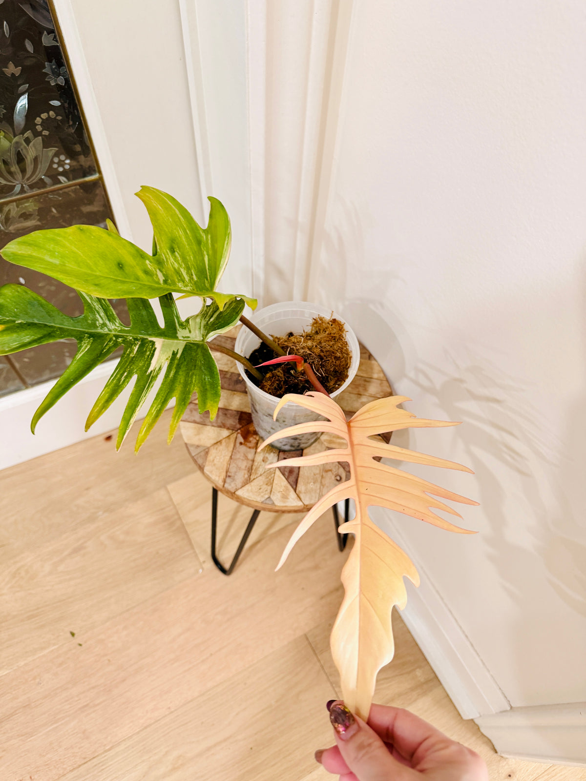 Philodendron Florida Beauty x Tortum 1