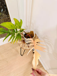 Philodendron Florida Beauty x Tortum 1