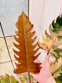 Philodendron Caramel Marble