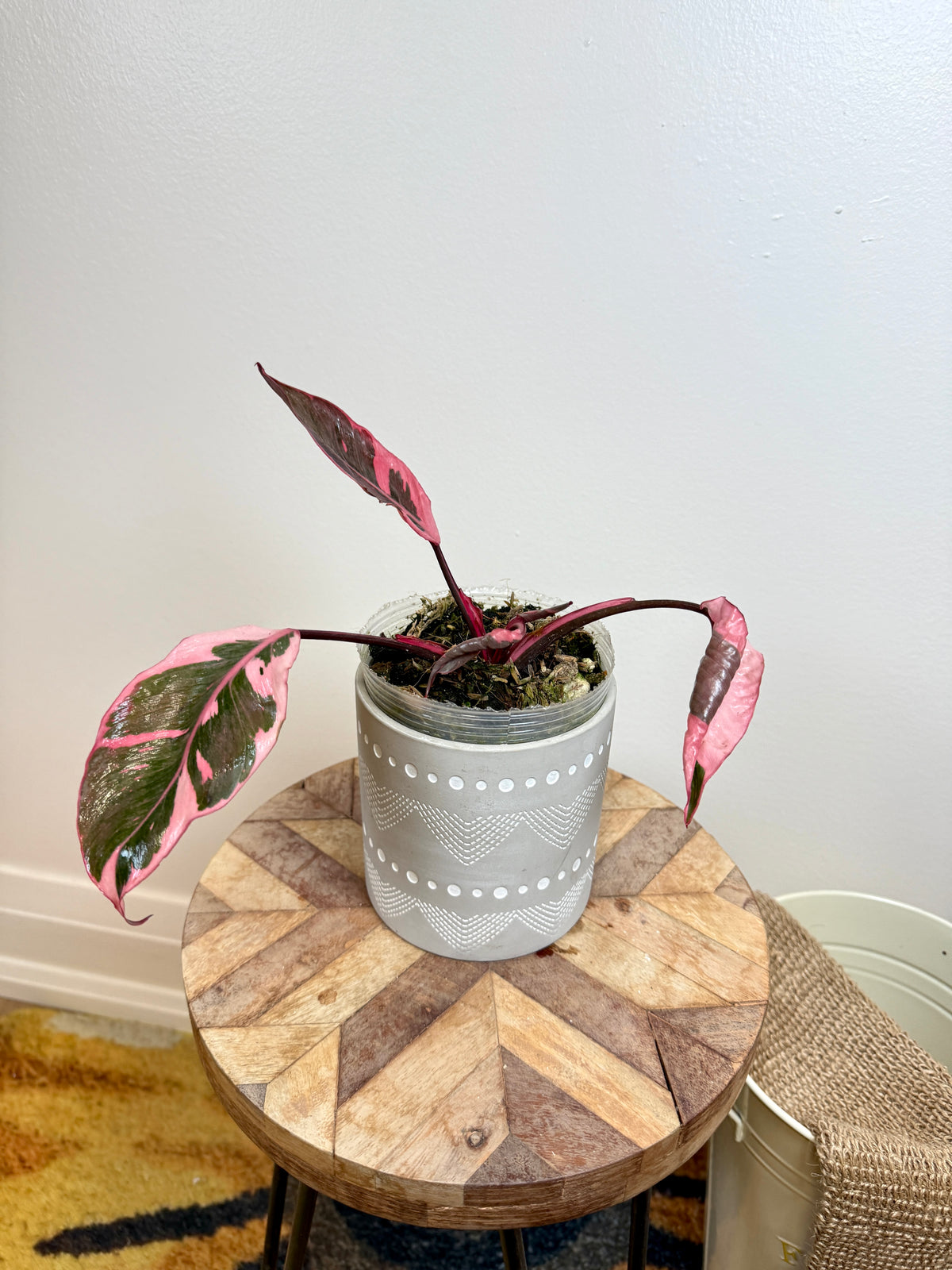Philodendron Pink Princess Mutation