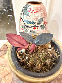 Black Pink ZZ Raven Plant Variegated