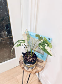 Philodendron Gloriosum Galaxy