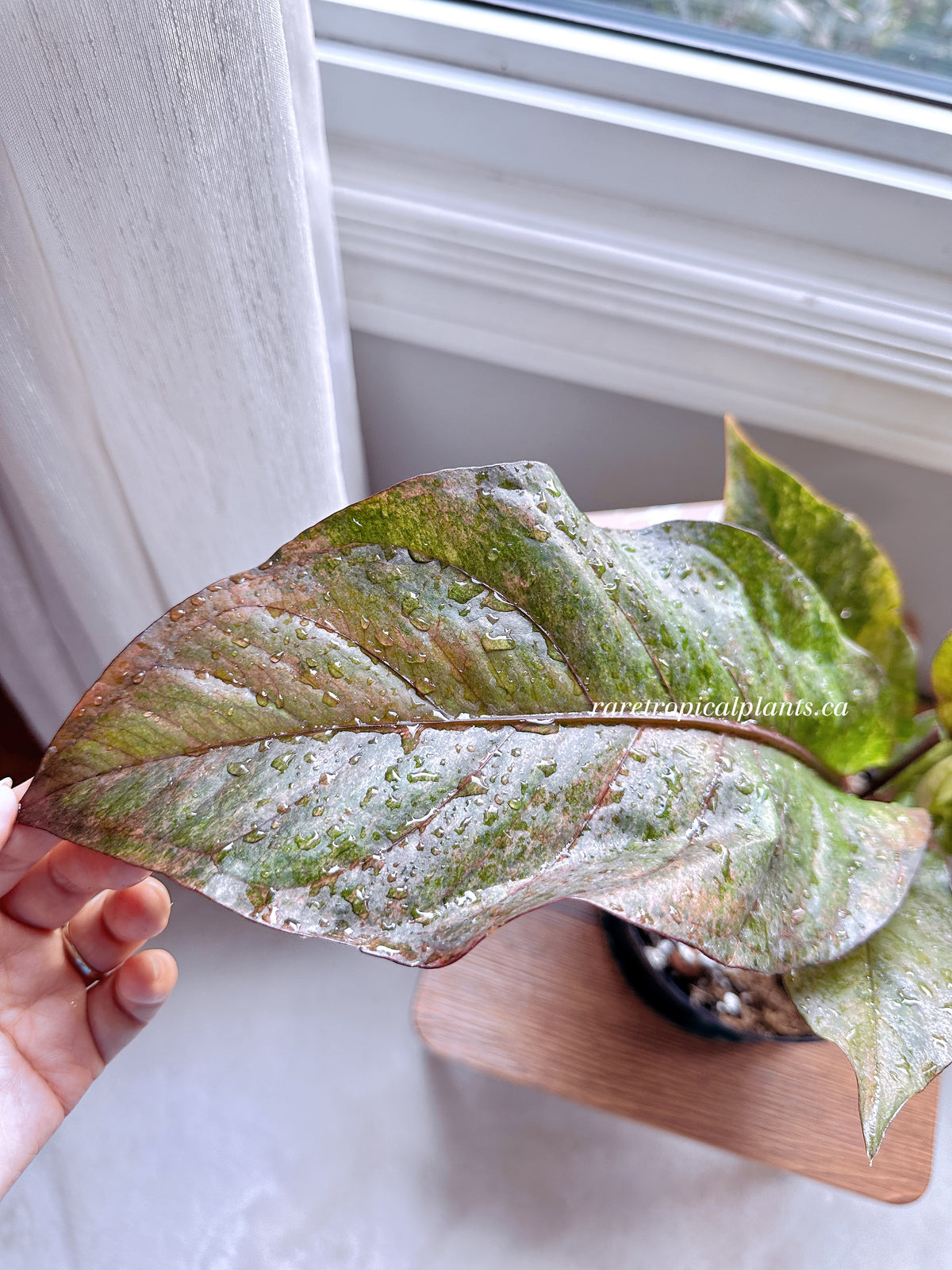 Anthurium Hookeri Pink