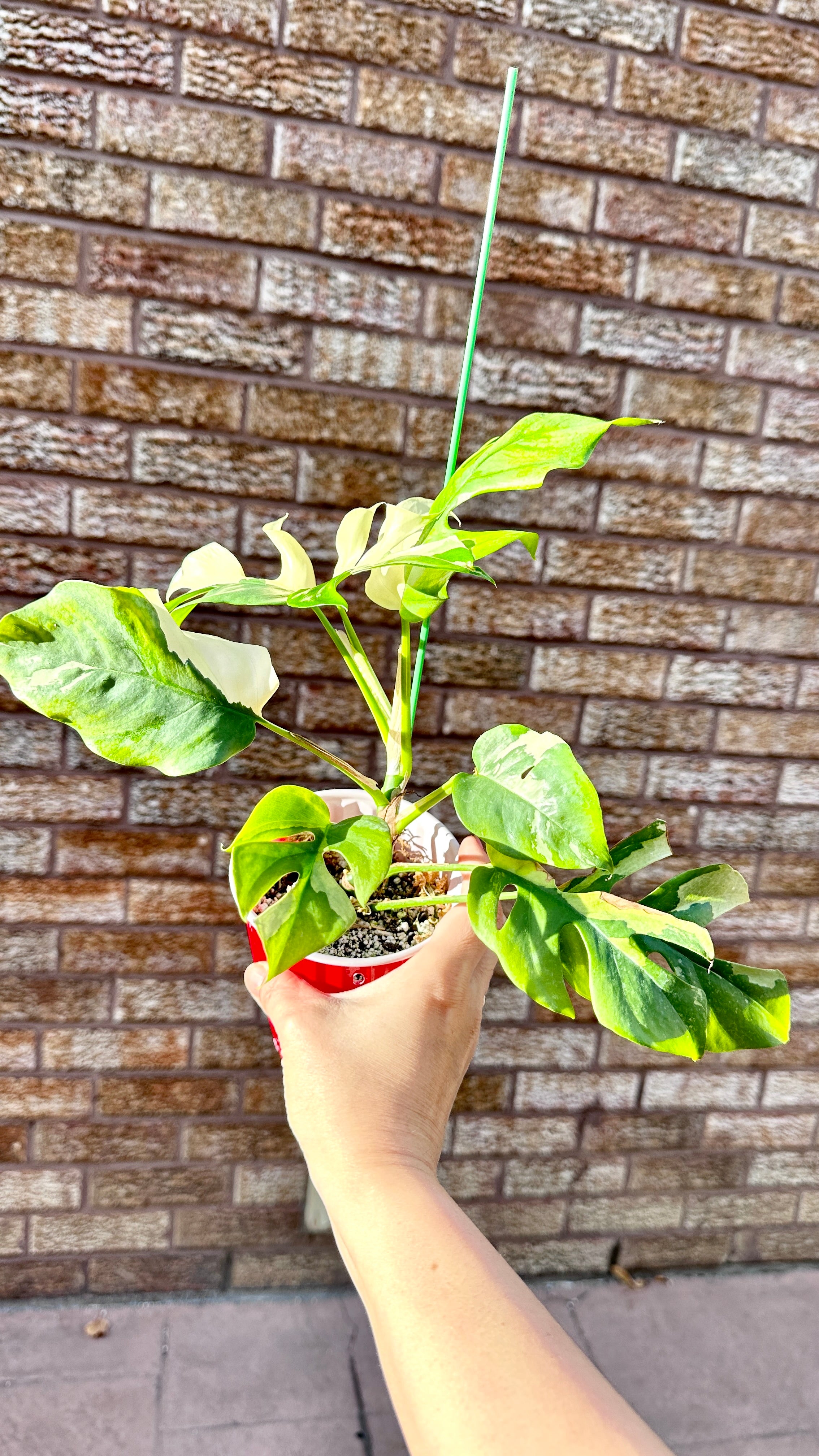 Rhaphidophora Tetrasperma Variegated Rare Tropical Plants Canada