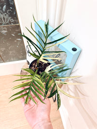 Philodendron Tortum Variegated