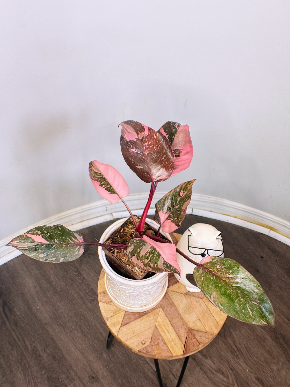 Philodendron Pink Princess Galaxy