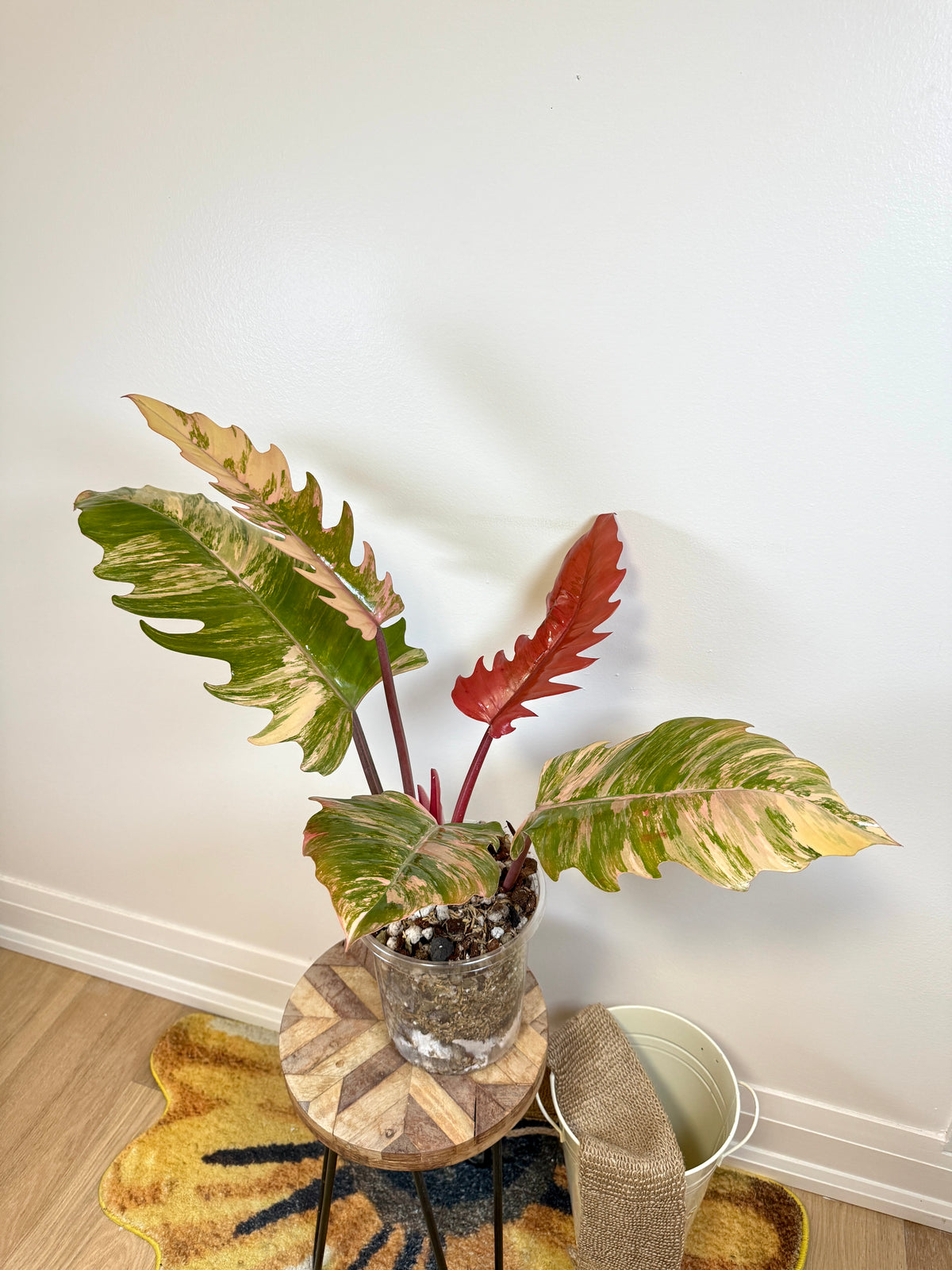 Philodendron Caramel Marble