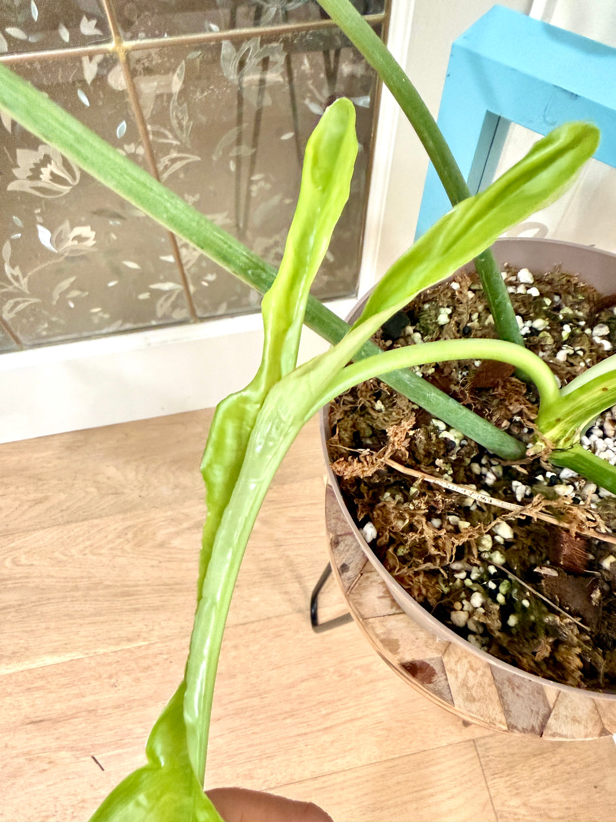Philodendron Joepii Variegated XL